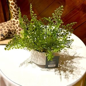 Decorative ferns, in ceramic pot